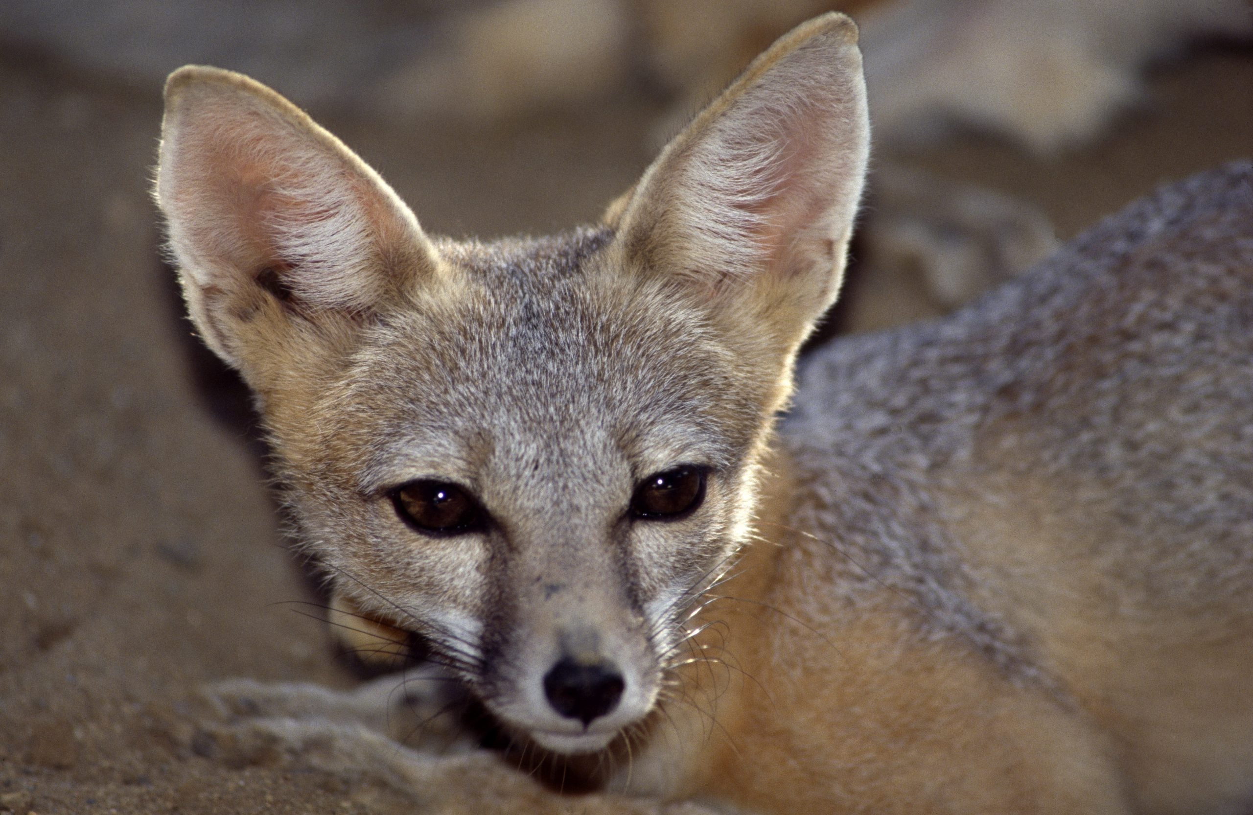 Kit fox. Courtesy of DWR.