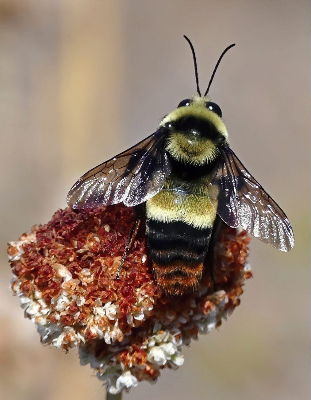 Crotch bumble bee. Image by bdog via iNaturalist.