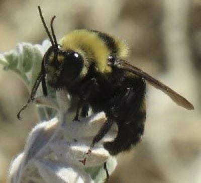 Crotch bumble bee. Image by Liam O'Brian.