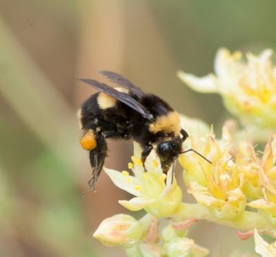 Crotch bumble bee. Image via iNaturalist.