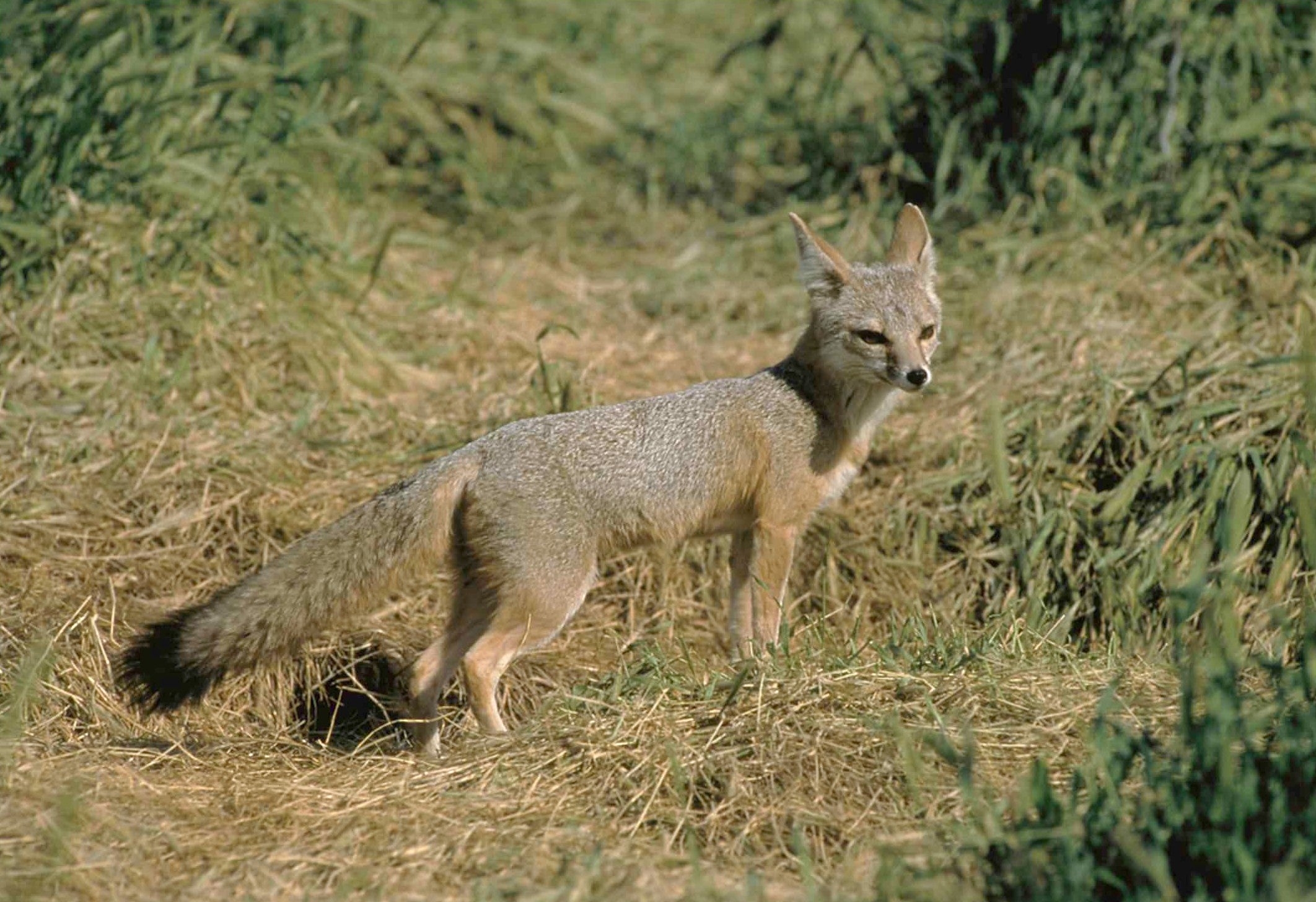 San Joaquin kit fox. Image by Peterson via US FWS.