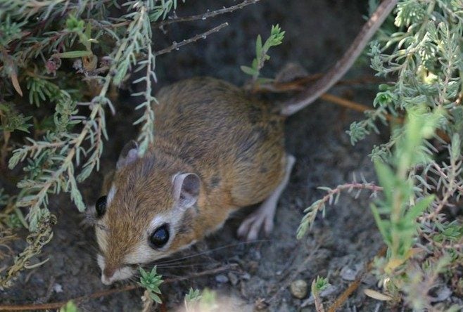 Tipton kangaroo rat. Image via Department of Interior.