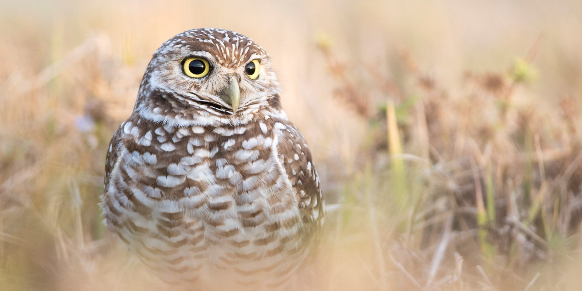 Burrowing owl. Image by Lindsey Day via Audubon