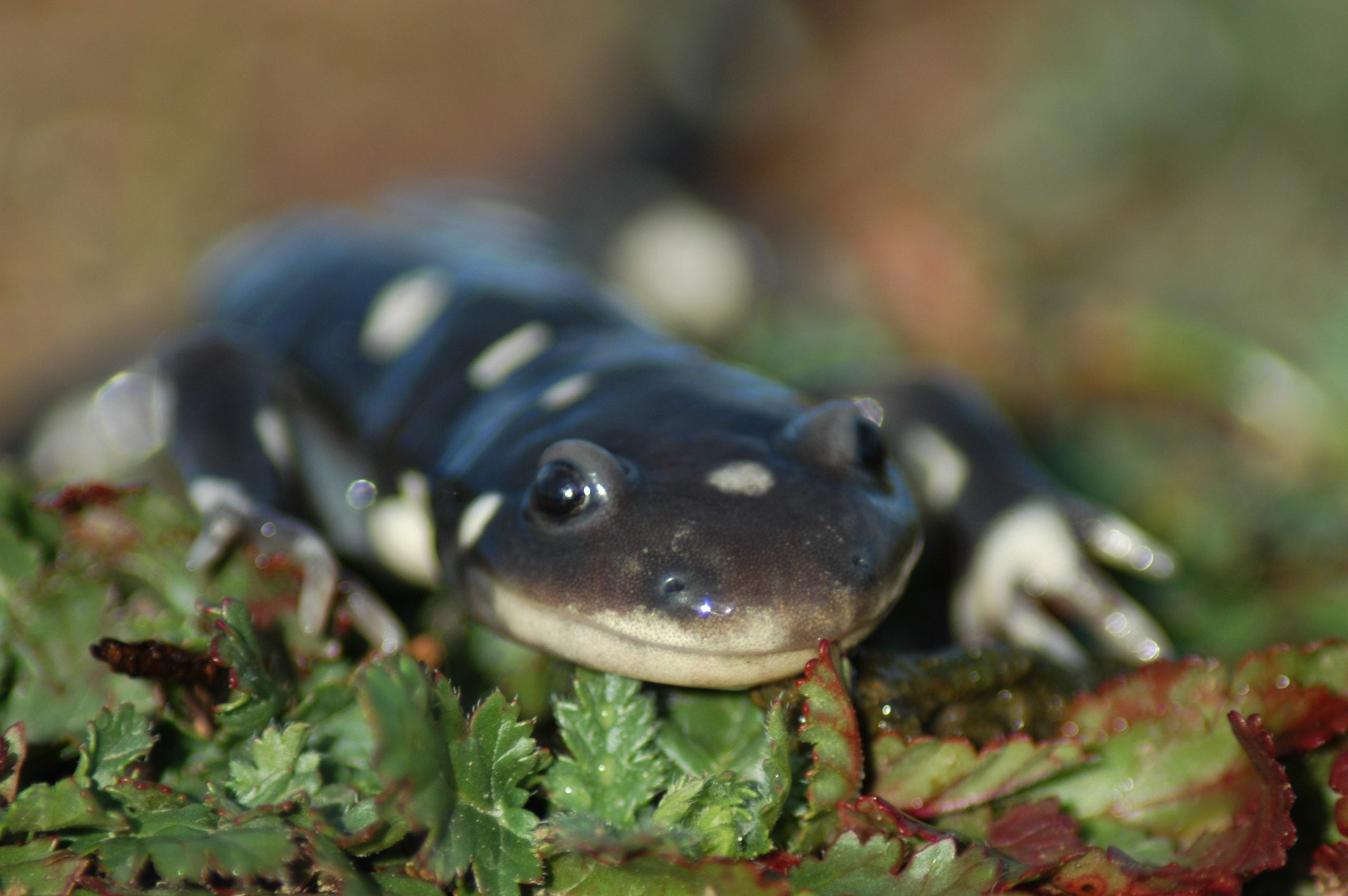 California tiger salamander