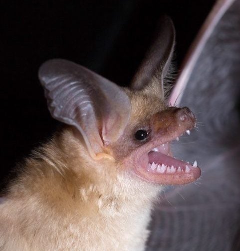 Pallid bat. Image by Alan Harper.
