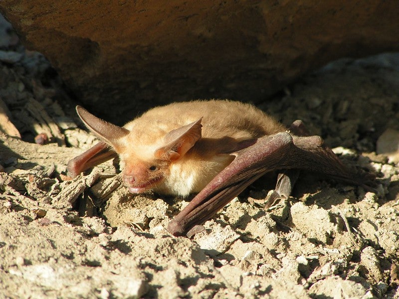 Pallid bat. Image by Keaton Wilson.
