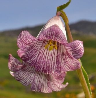 Striped adobe-lily. Image by Jeff Bisbee.