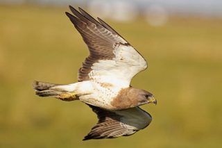 Swainson's hawk. Image by Mark Williams via Audubon.