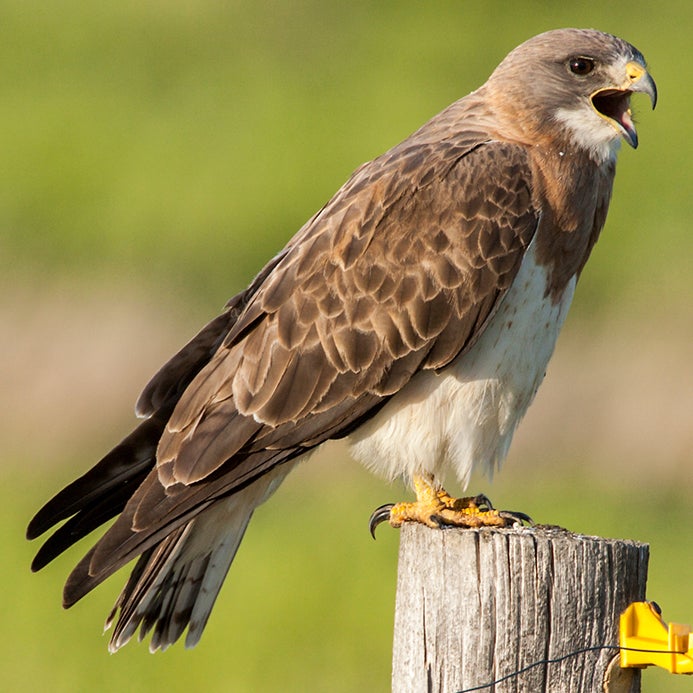 Swainson's hawk. Image by Mary Kay Rubey.