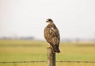 Swainson's hawk. Image via nationalzoo.si.edu