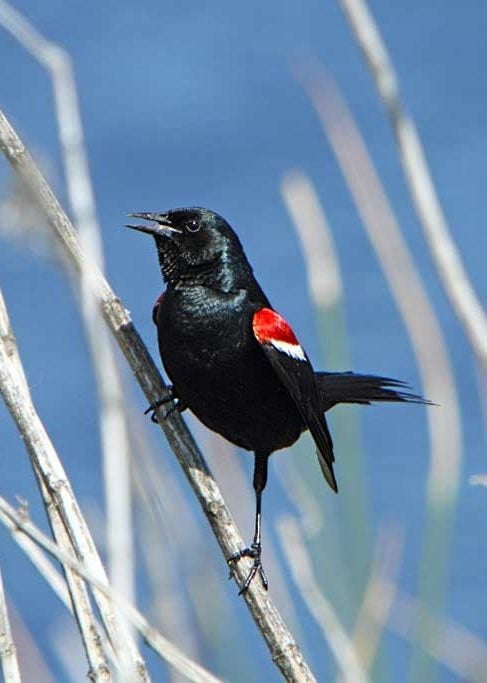Tricolored blackbird. Image by Alan Vernon.