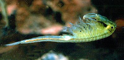 Vernal pool fairy shrimp. Image via US FWS.